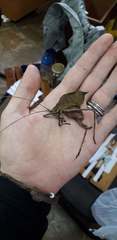 Ommatoptera
