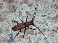 Aegolipton marginale