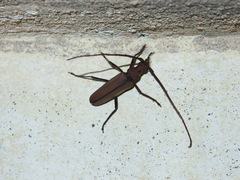 Aegolipton marginale