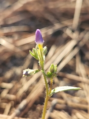 Gilia diegensis