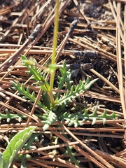 Gilia diegensis