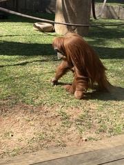 Pongo