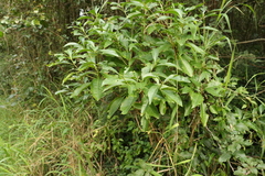 Pavetta australiensis