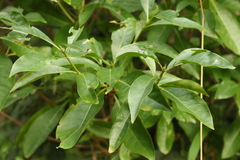 Pavetta australiensis