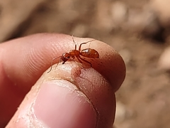 Camponotus schaefferi