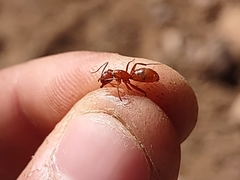 Camponotus schaefferi
