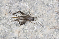 Loxoblemmus equestris