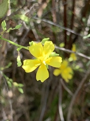 Crocanthemum aldersonii