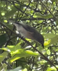 Newtonia brunneicauda