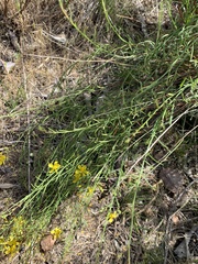 Crocanthemum aldersonii
