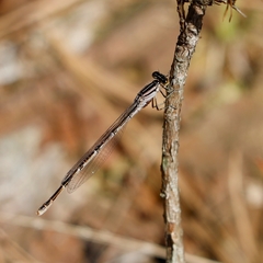 Enallagma durum