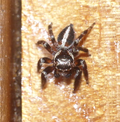 Evarcha denticulata