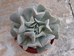 Echeveria runyonii
