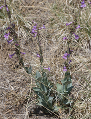 Penstemon fendleri