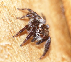 Evarcha denticulata