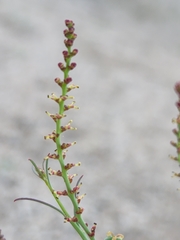 Stillingia linearifolia