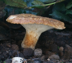 Polyporus decurrens
