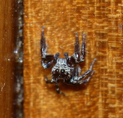 Evarcha denticulata