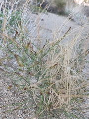Stillingia linearifolia