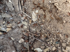 Pheidole obtusospinosa