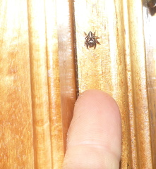 Evarcha denticulata