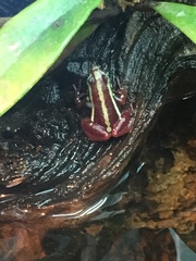 Epipedobates tricolor