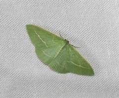 Chlorocoma stereota