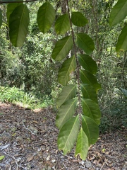 Wrightia laevis