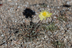 Anisocoma acaulis