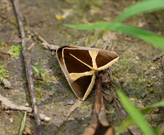 Agamana conjungens