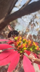 Xylocopa mexicanorum