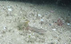 Tridentiger trigonocephalus