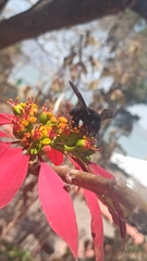 Xylocopa mexicanorum