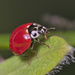 Western Polished Lady Beetle - Photo (c) vespidmacro, some rights reserved (CC BY-NC), uploaded by vespidmacro