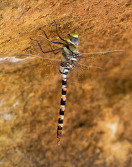 Anax immaculifrons