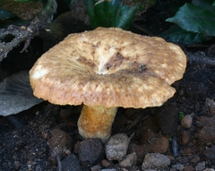 Polyporus decurrens
