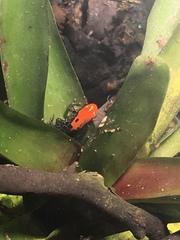 Ranitomeya reticulata