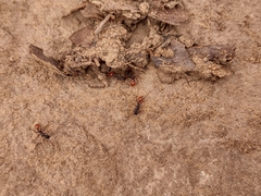 Neivamyrmex texanus