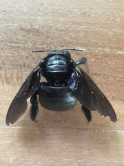 Xylocopa perforator