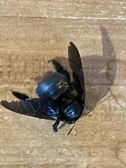 Xylocopa perforator