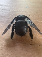 Xylocopa perforator