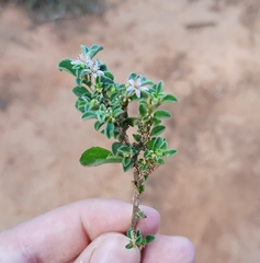 Aizoon pubescens