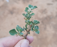 Aizoon pubescens