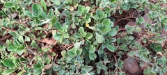 Aizoon pubescens