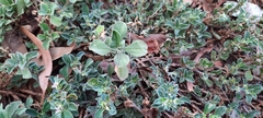 Aizoon pubescens