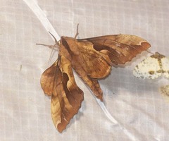 Phyllosphingia dissimilis