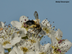Andrena crataegi