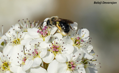 Andrena crataegi