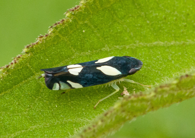 Microgoniella