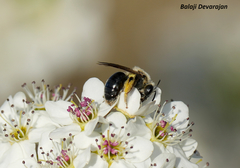 Andrena crataegi